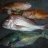 saturdays fish a couple of nice blackass saturdays fish a couple of nice blackass